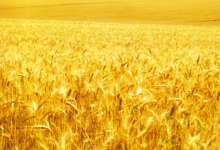 5家酒企入选第七批农业产业化国家重点龙头企业(含412家全部名单)-酒展网