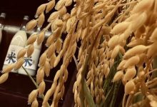 双塔米酿完成数百万天使轮融资-酒展网