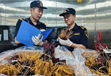2万株法国进口葡萄苗落地青岛-酒展网