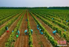 宁夏永宁酿出葡萄酒产业质效双升好味道-酒展网